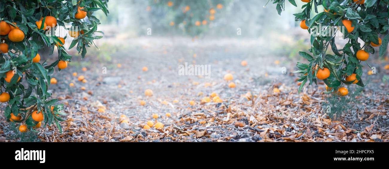 Panorama of citrus grove in winter with ripe fruits on tangerine trees and copy space Stock Photo