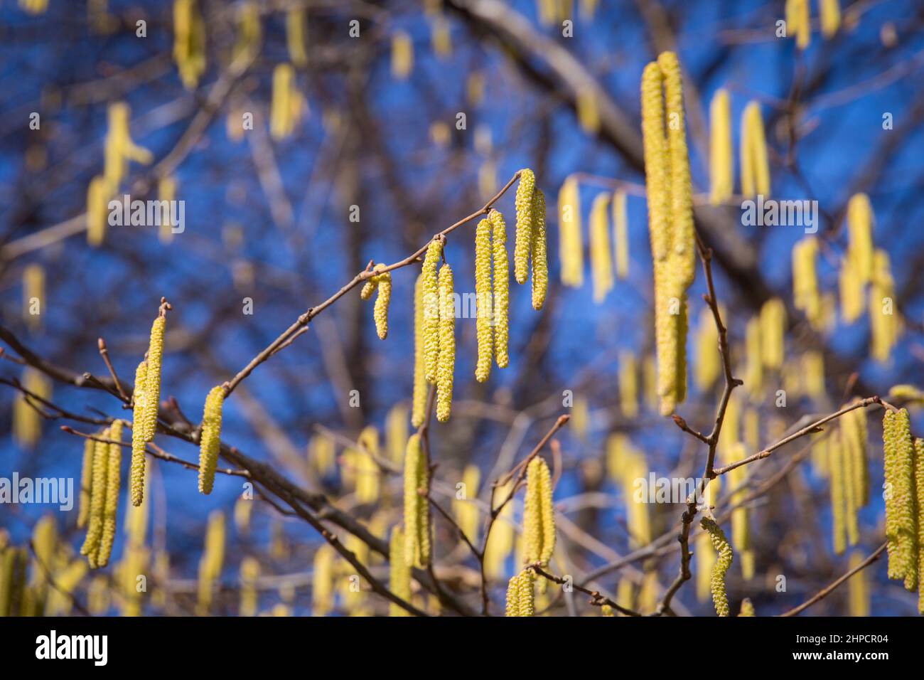 Birch pollen hanging from the tree during early spring in beautiful light Stock Photo