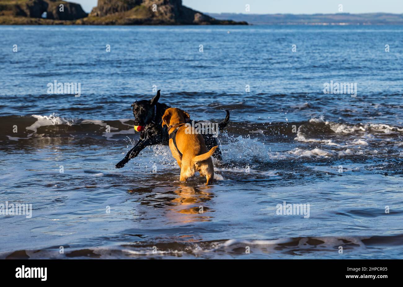 Black and Golden Labrador dog and puppy chasing each other with ball in sea water on sunny day, Scotland, UK Stock Photo