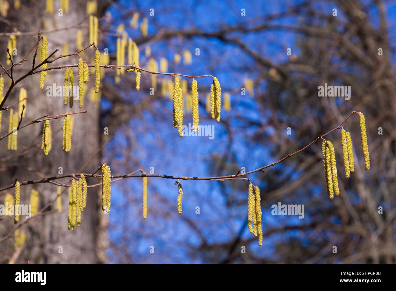 Birch pollen hanging from the tree during early spring in beautiful light Stock Photo
