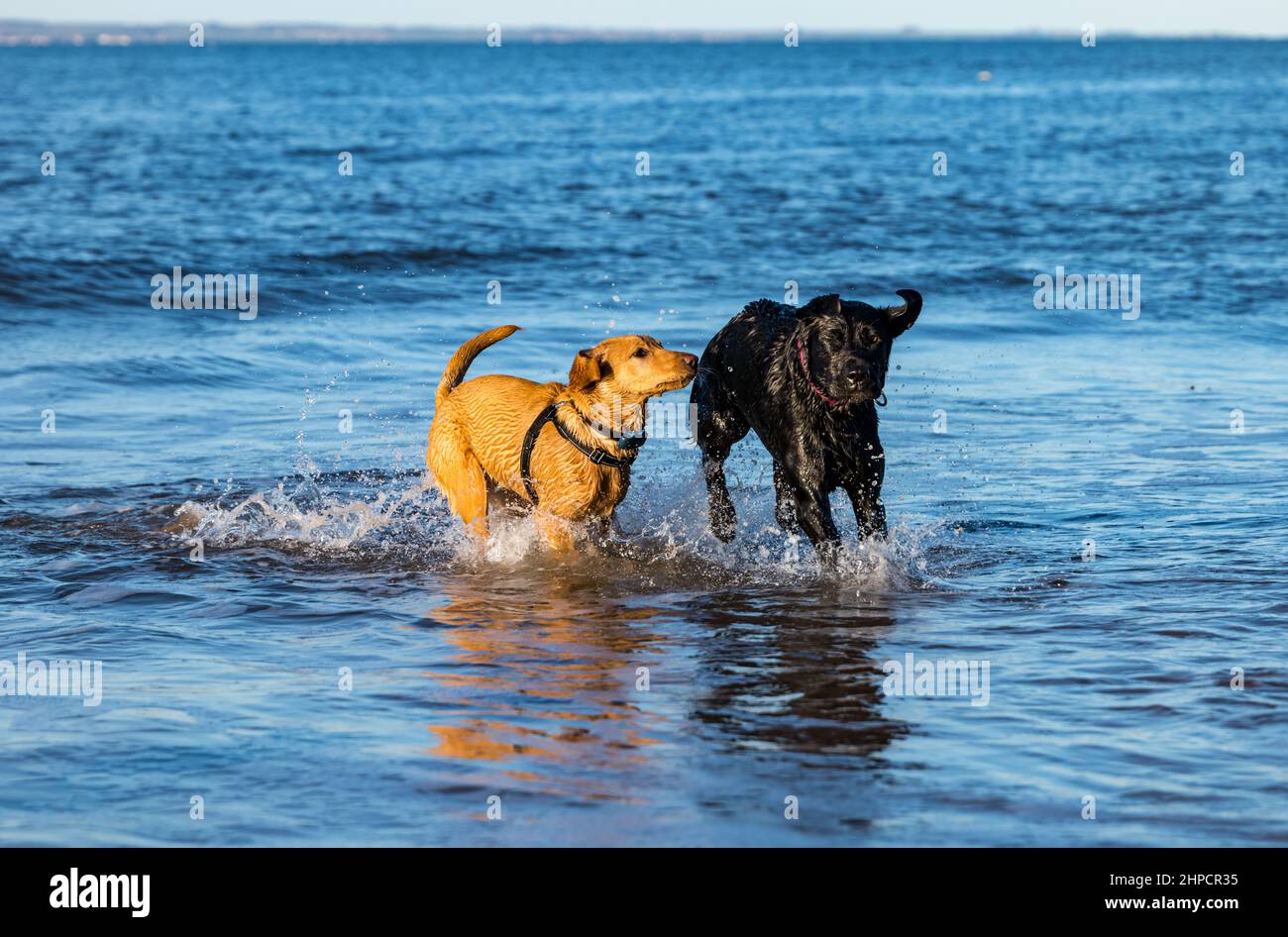 Black and Golden Labrador dog and puppy chasing each other in sea water on sunny day, Scotland, UK Stock Photo