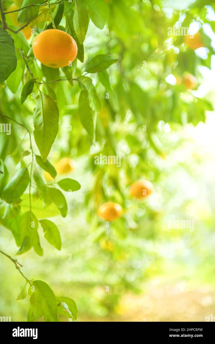Tangerine tree branch with ripe fruits in citrus grove, vertical shot Stock Photo