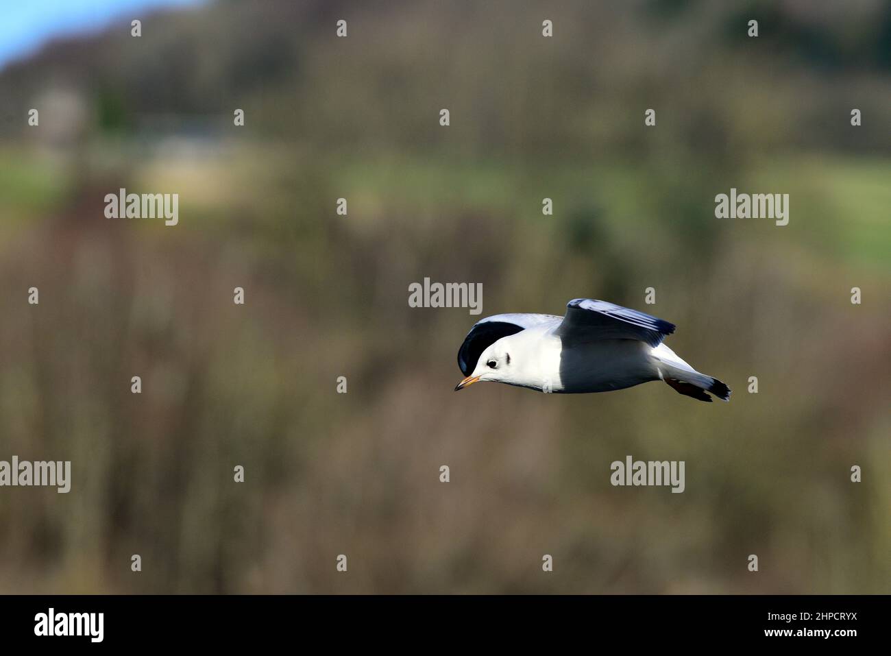 Black-headed gull first winter plumage Stock Photo
