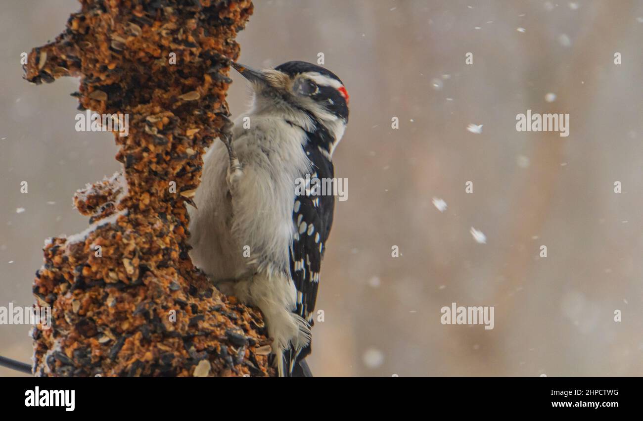 small downy woodpecker at feeder in winter Stock Photo