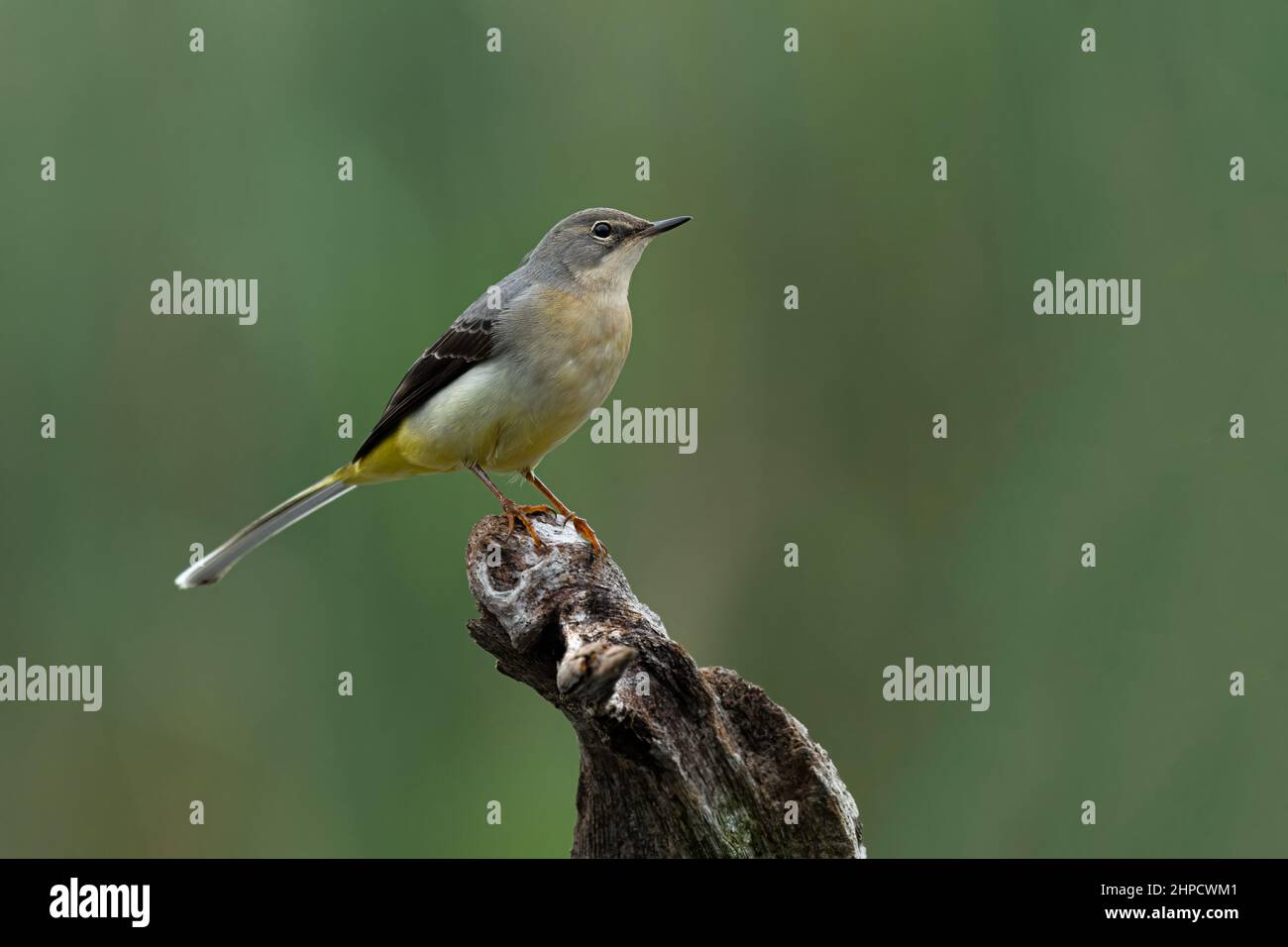 Perched on an old tree stump is a grey wagtail. It is set against a natural out of focus background Stock Photo