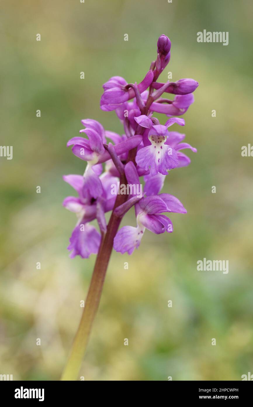 Orchis mascula (Early Purple Orchid) Stock Photo