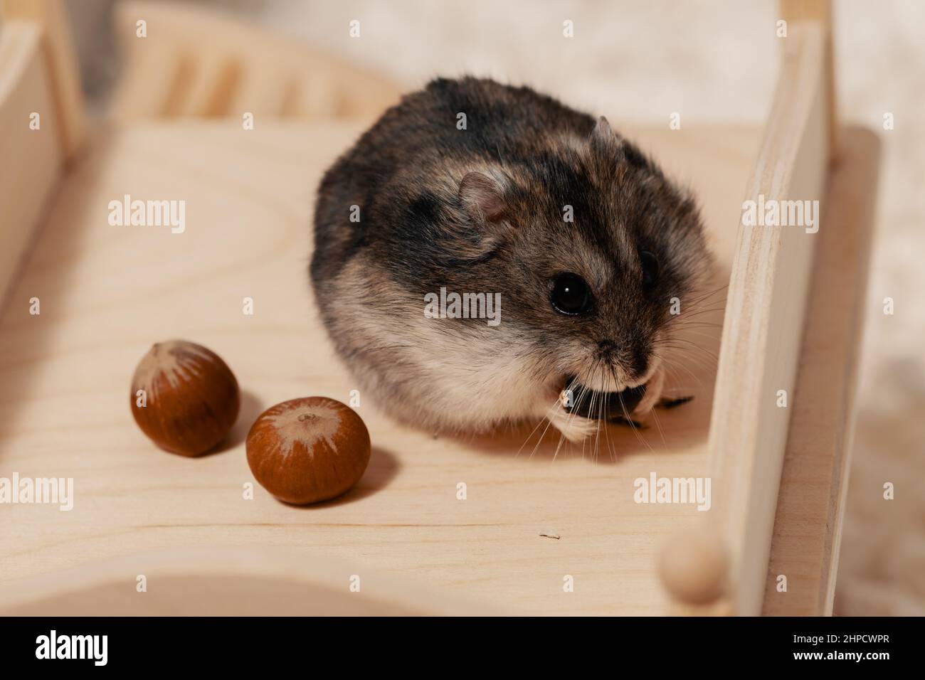 Happy hamster eating sunflower seed on rooftop in cage Stock Photo Alamy