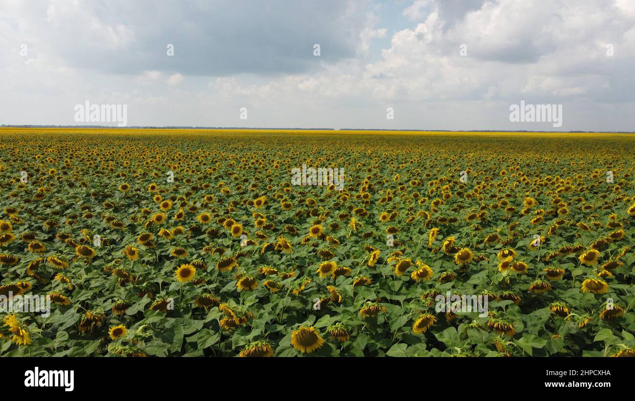 A field of sunflowers under a cloudy sky Stock Photo - Alamy
