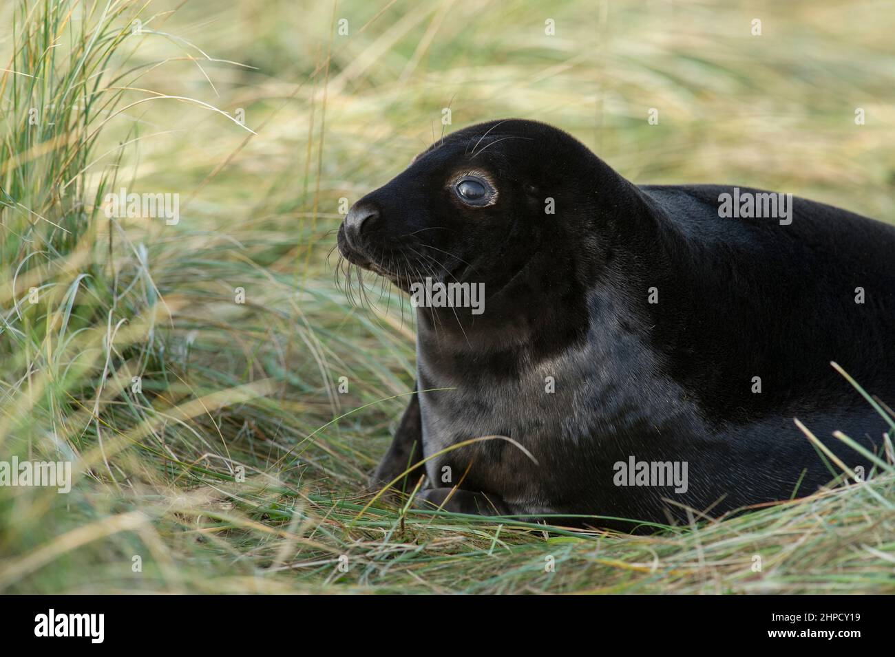 A melanistic Grey Seal (Halichoerus grypus) at Donna Nook National Nature Reserve on the Lincolnshire coast. Stock Photo
