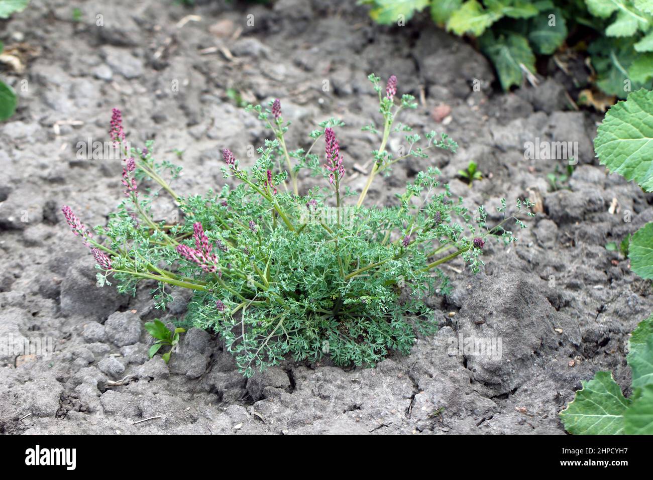 Fumaria officinalis, the common fumitory, drug fumitory or earth smoke, is a herbaceous annual flowering plant in the poppy family Papaveraceae. Stock Photo