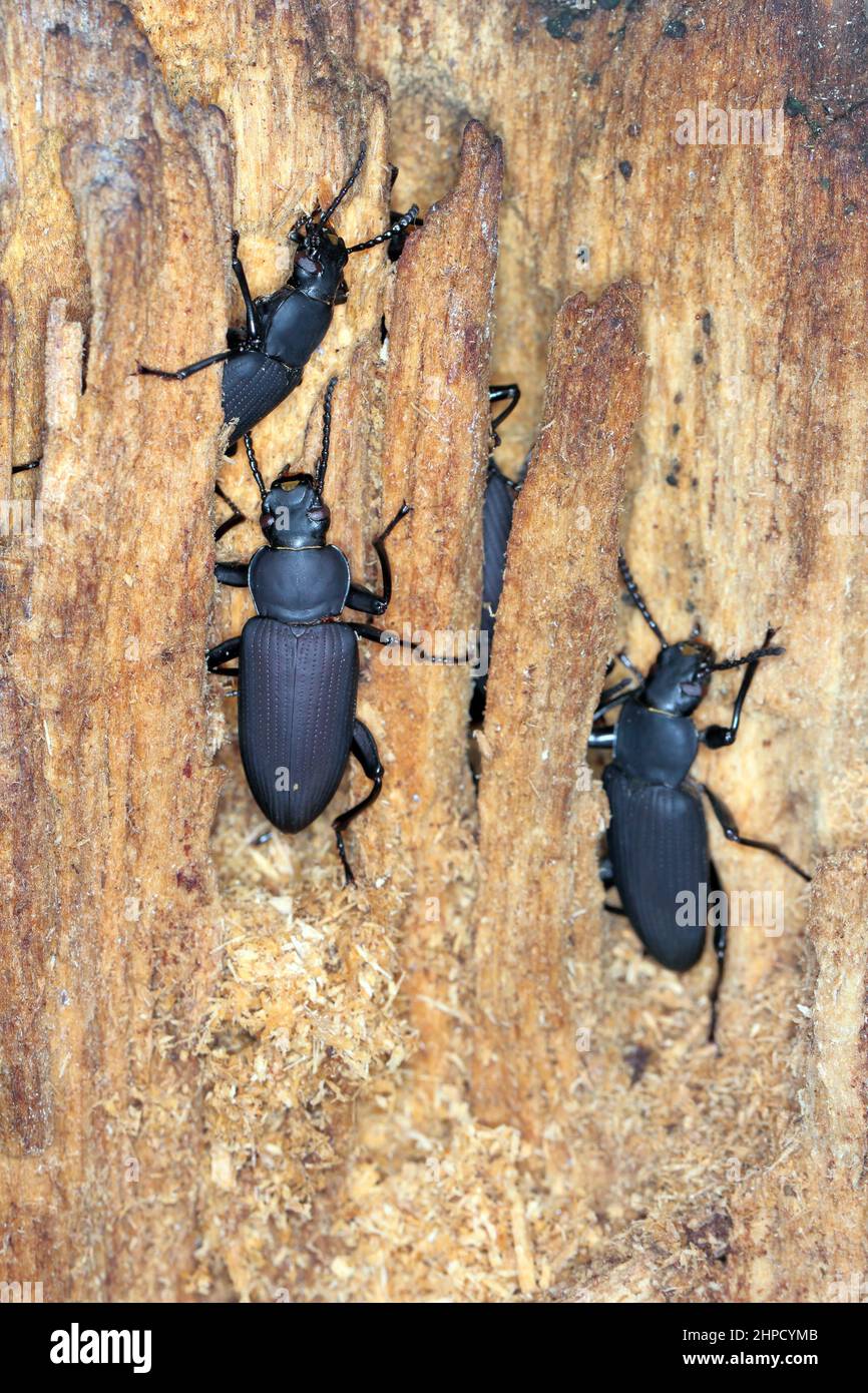 Beetles of darkling beetle (Zophobas morio) on wood Stock Photo Alamy