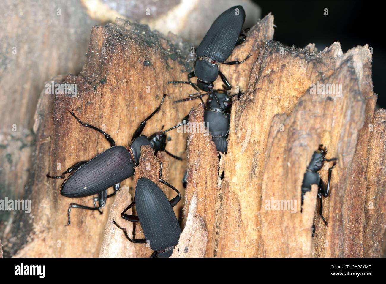 Pupa darkling beetle zophobas morio hires stock photography and images Alamy