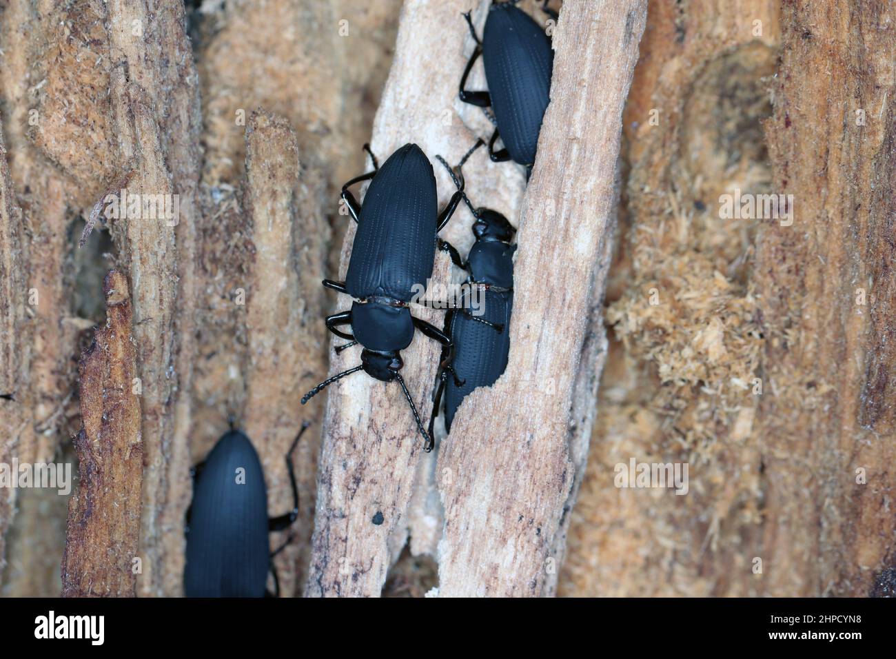 Beetles of darkling beetle (Zophobas morio) on wood Stock Photo Alamy