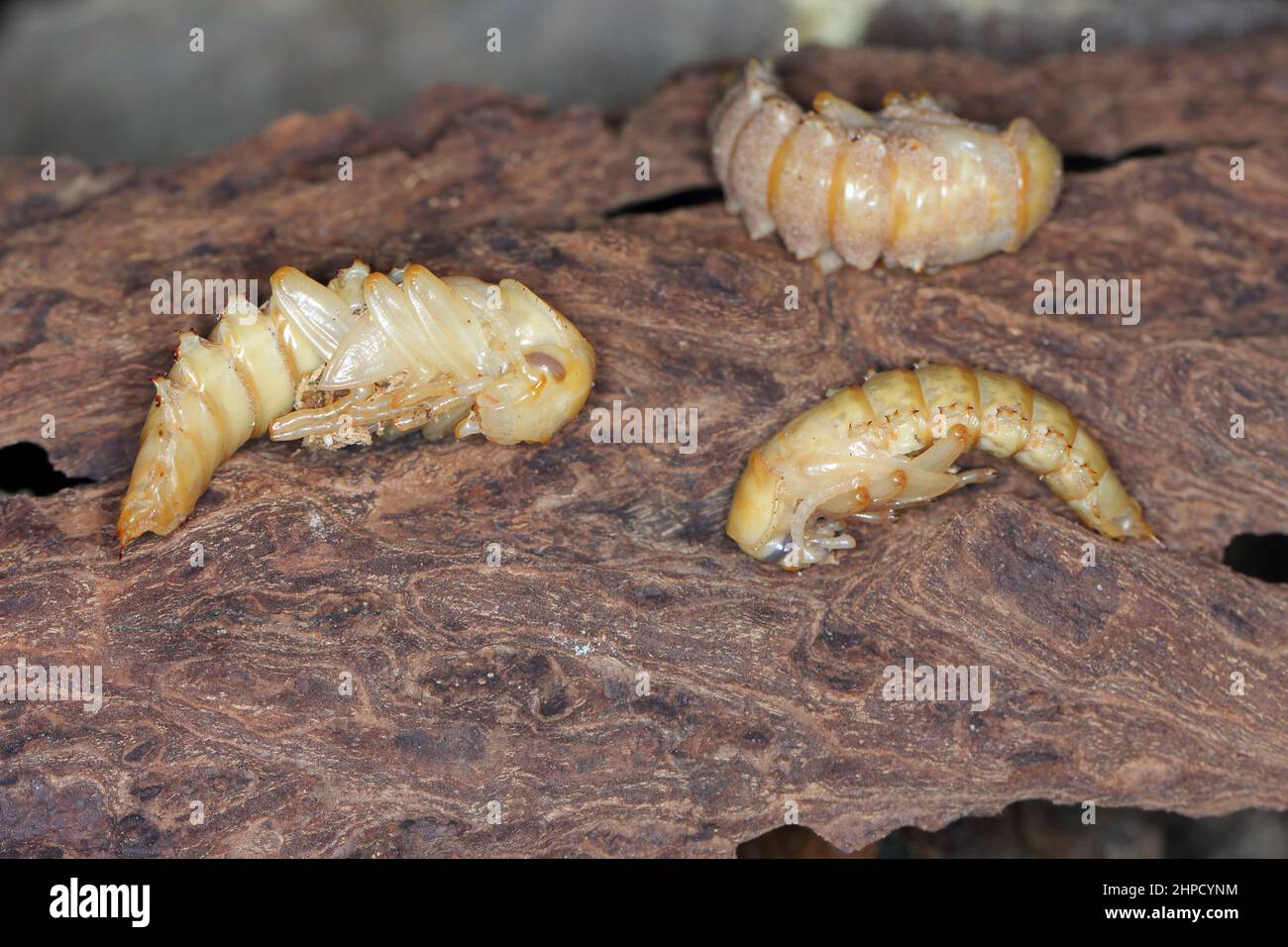 Mealworm Pupa Dying