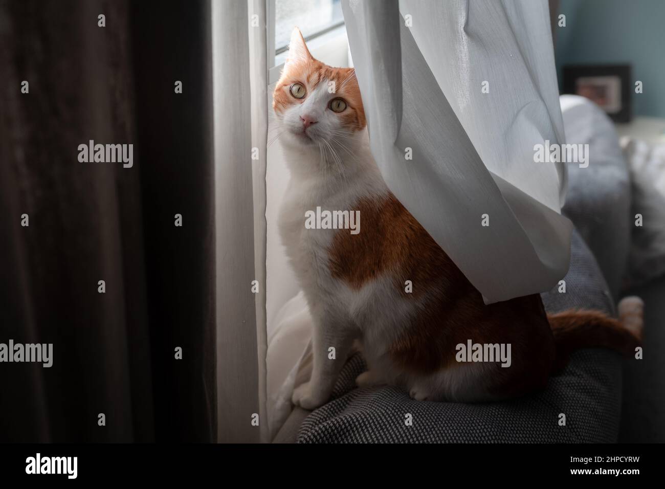 brown and white cat with yellow eyes sitting on a sofa behind the ...