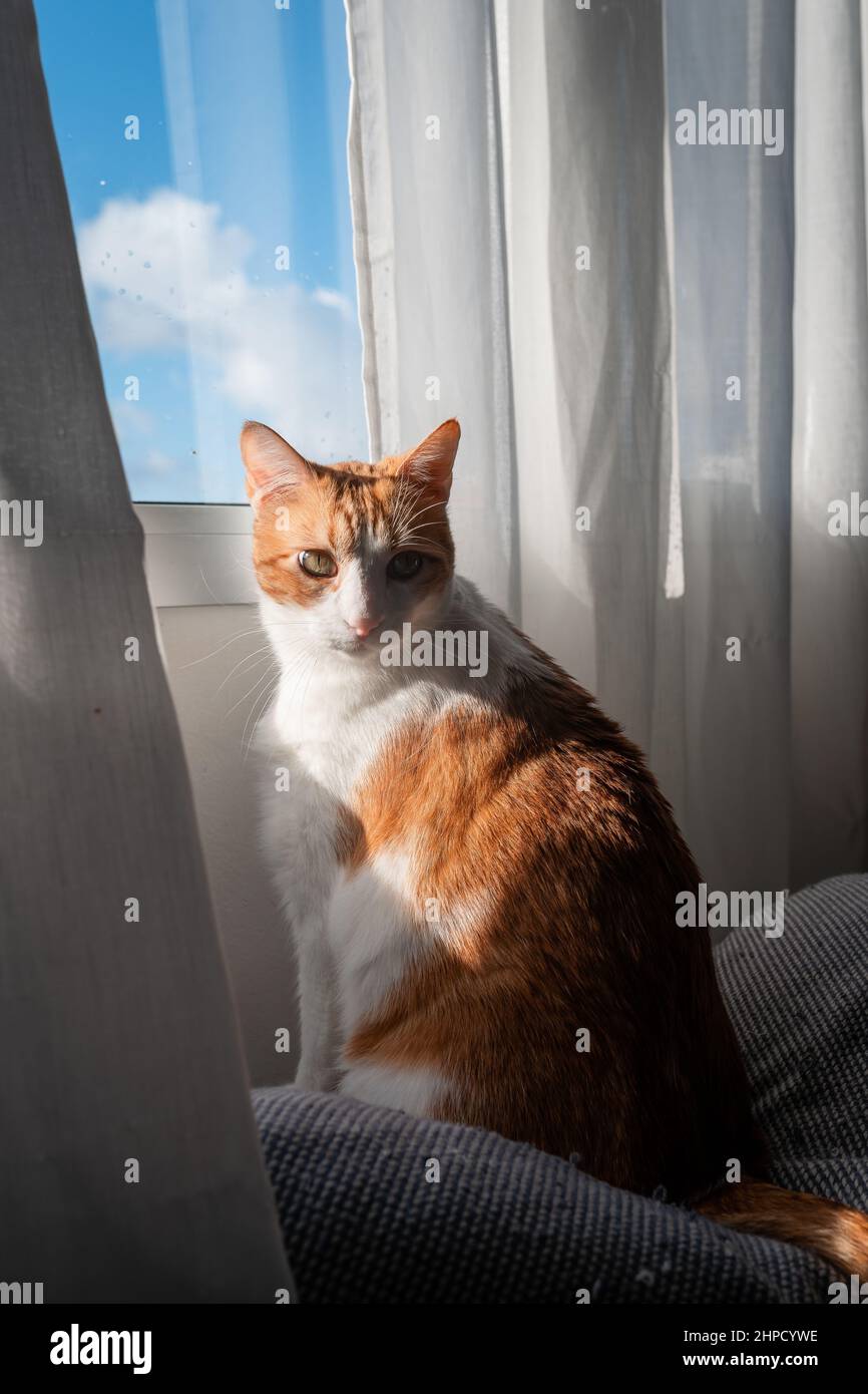 brown and white cat with yellow eyes sitting on the sofa under the ...