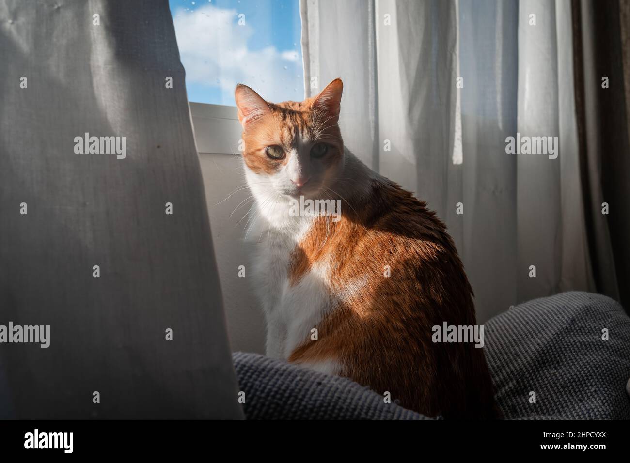 brown and white cat with yellow eyes sitting on the sofa under the ...