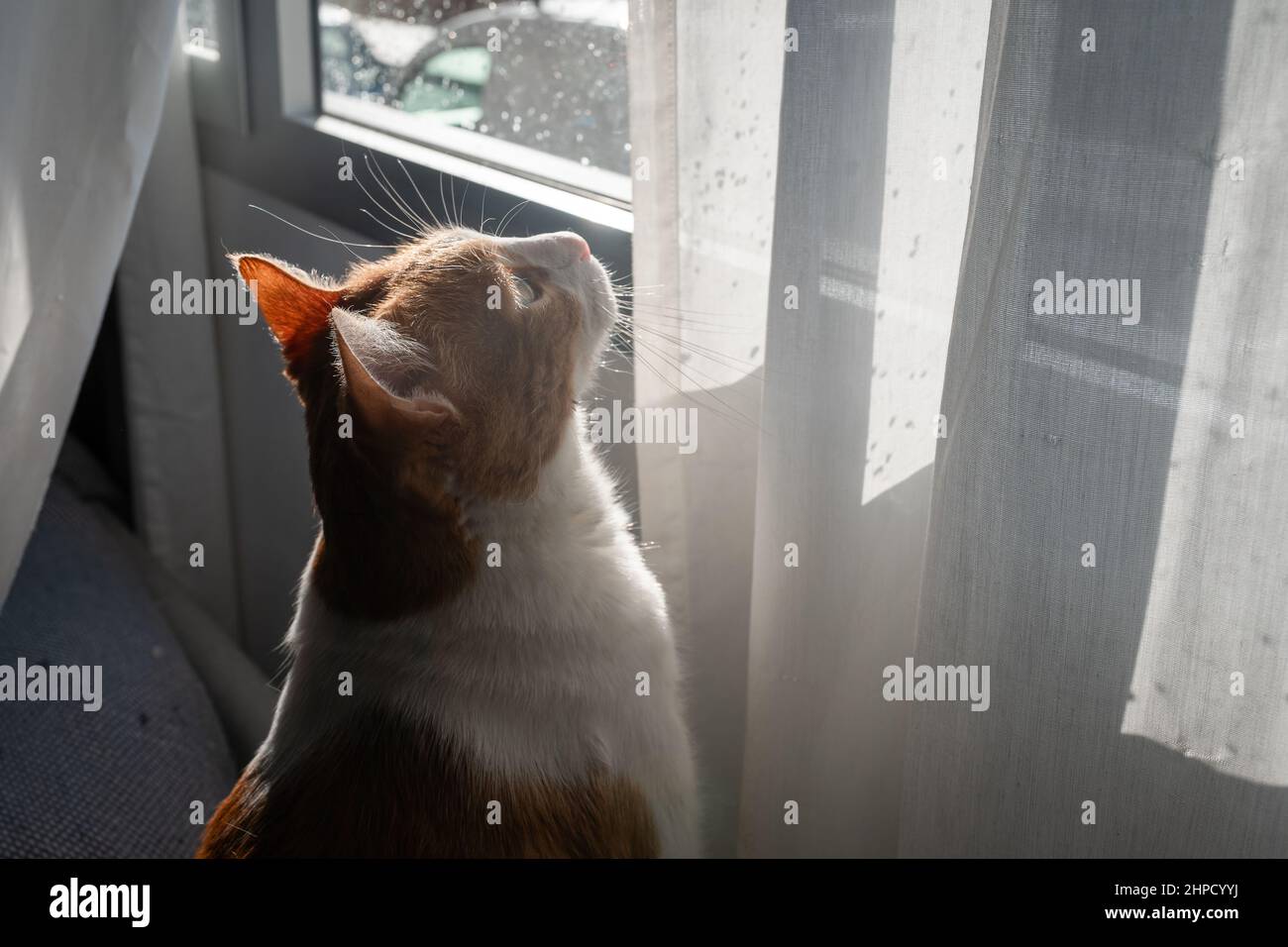 close up. brown and white cat by the window, looks back Stock Photo - Alamy