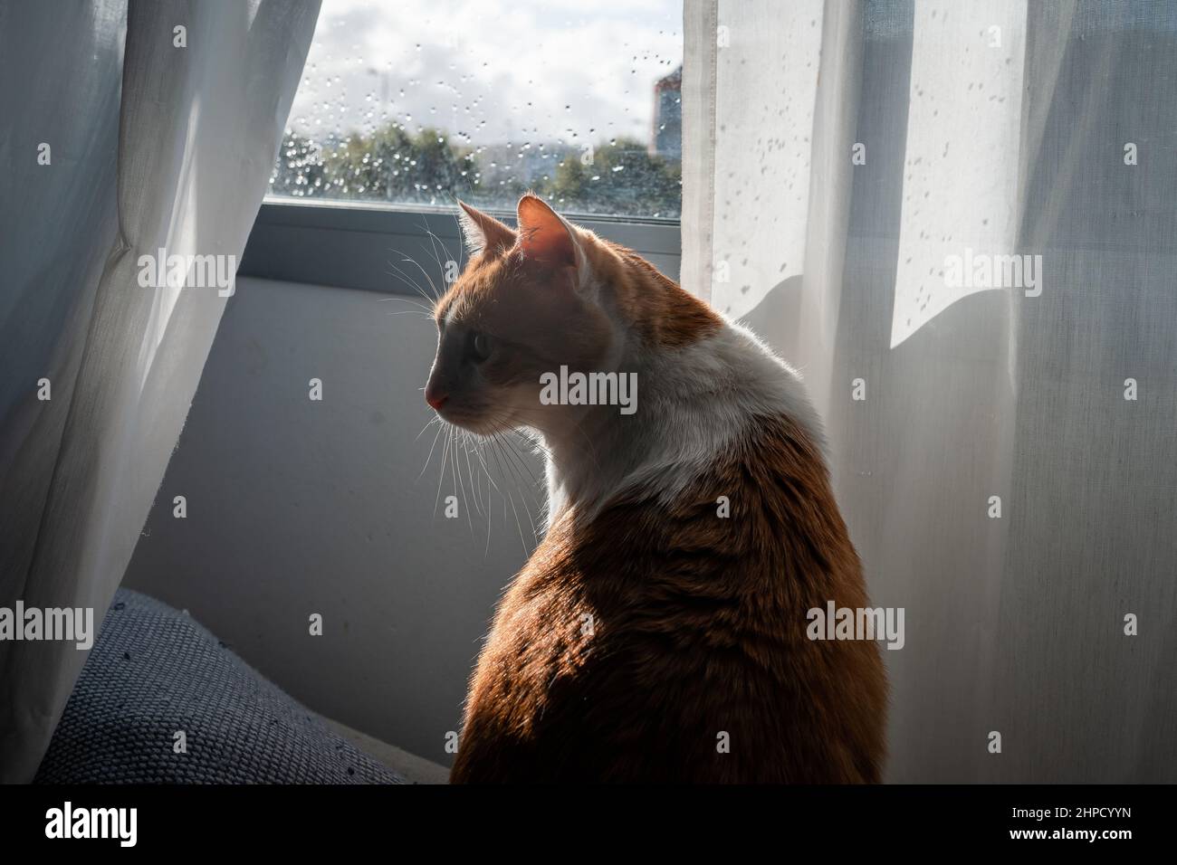 close up. brown and white cat by the window, looks back Stock Photo - Alamy