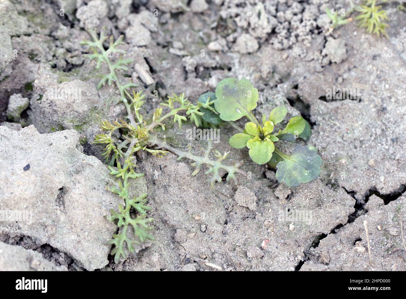 Discolored weeds after herbicide spraying in a crop field. Stock Photo