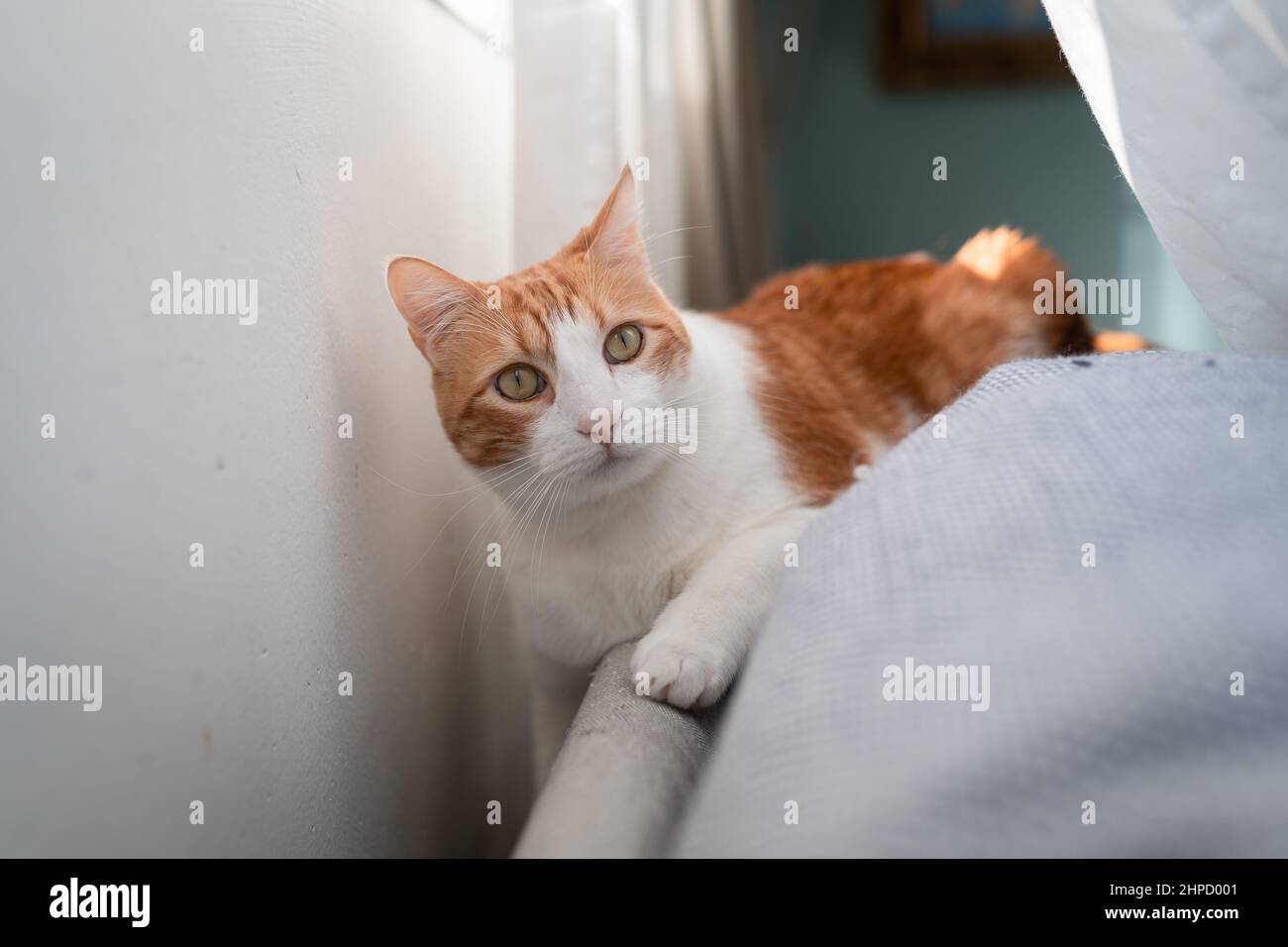 Brown and white cat with yellow eyes lying on a sofa under the window ...
