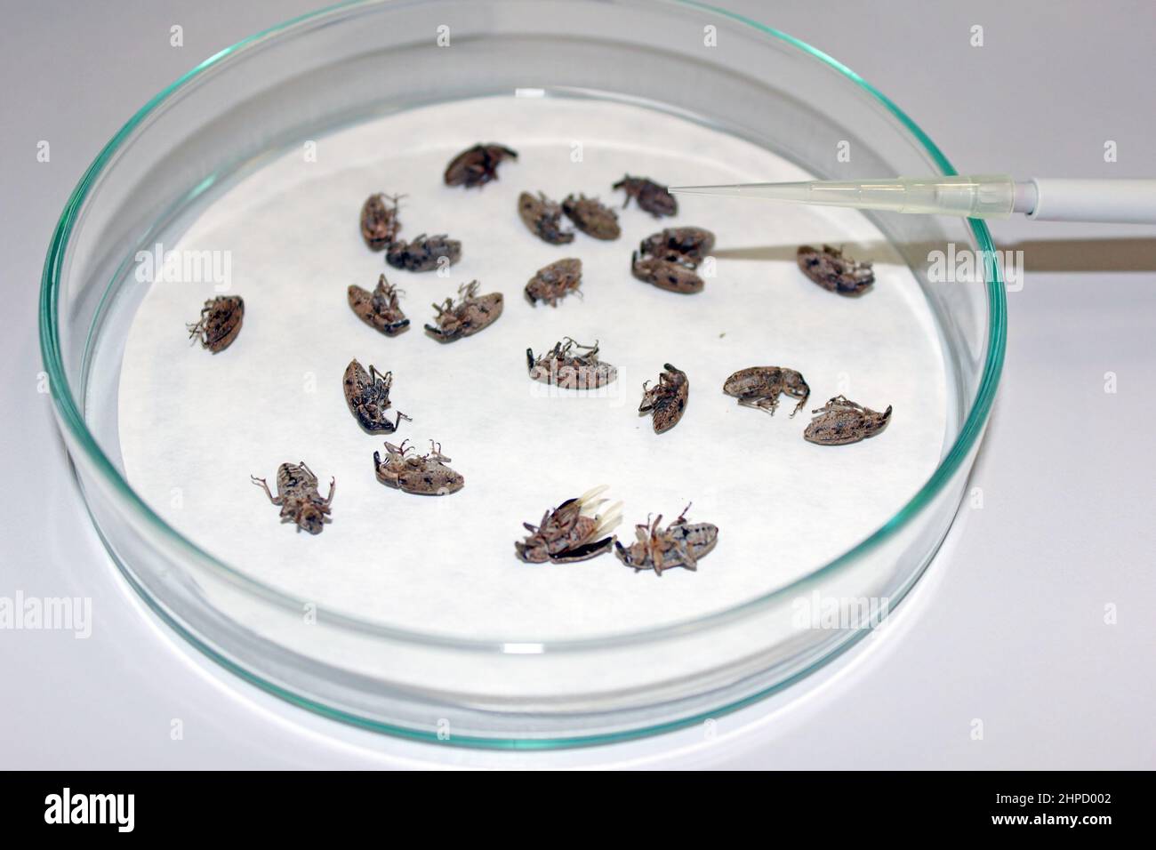 Agronomy lab. Experiments, trials conducted on crop pests using pesticides. Stock Photo