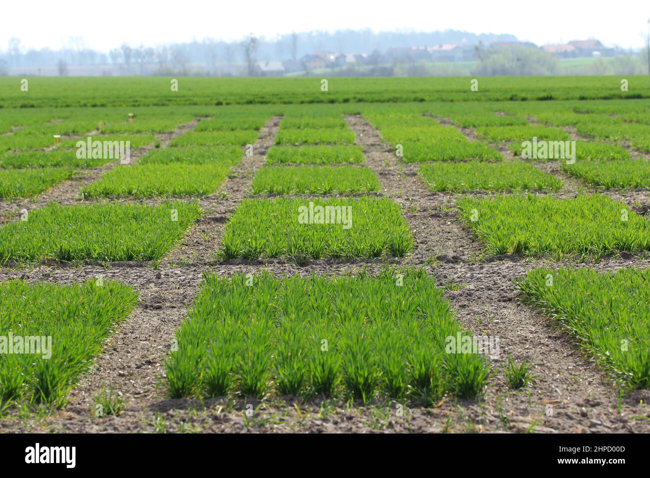 Field Experiments. Research, trials conducted under field conditions on