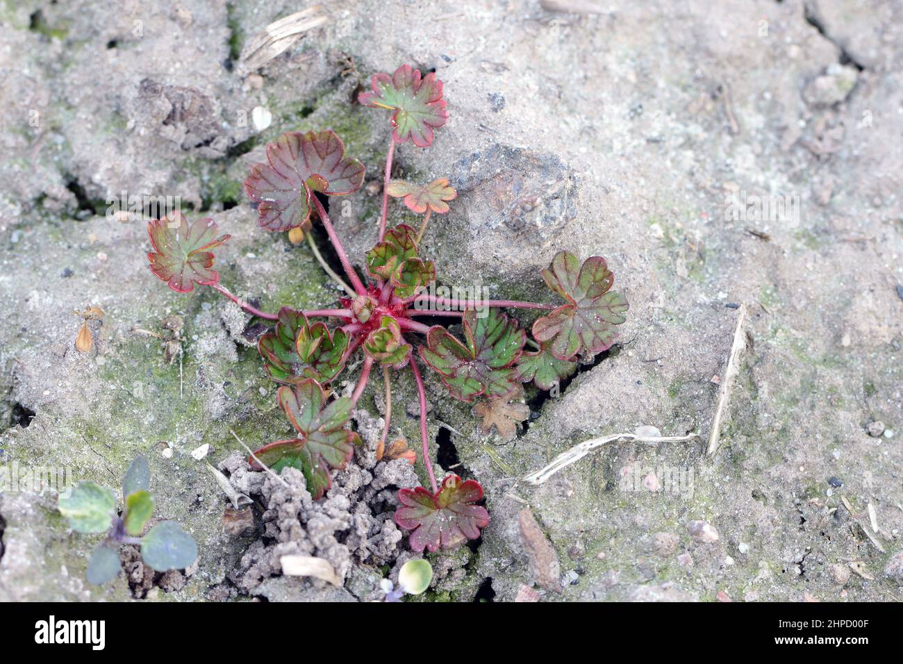 Discolored weeds after herbicide spraying in a crop field. Stock Photo