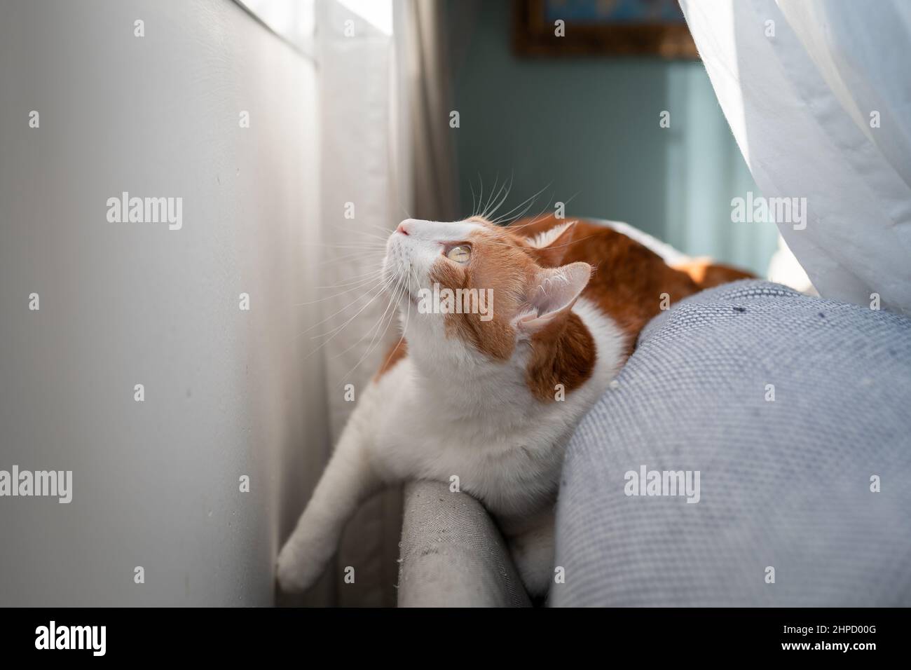 Brown and white cat with yellow eyes lying on a sofa under the window ...