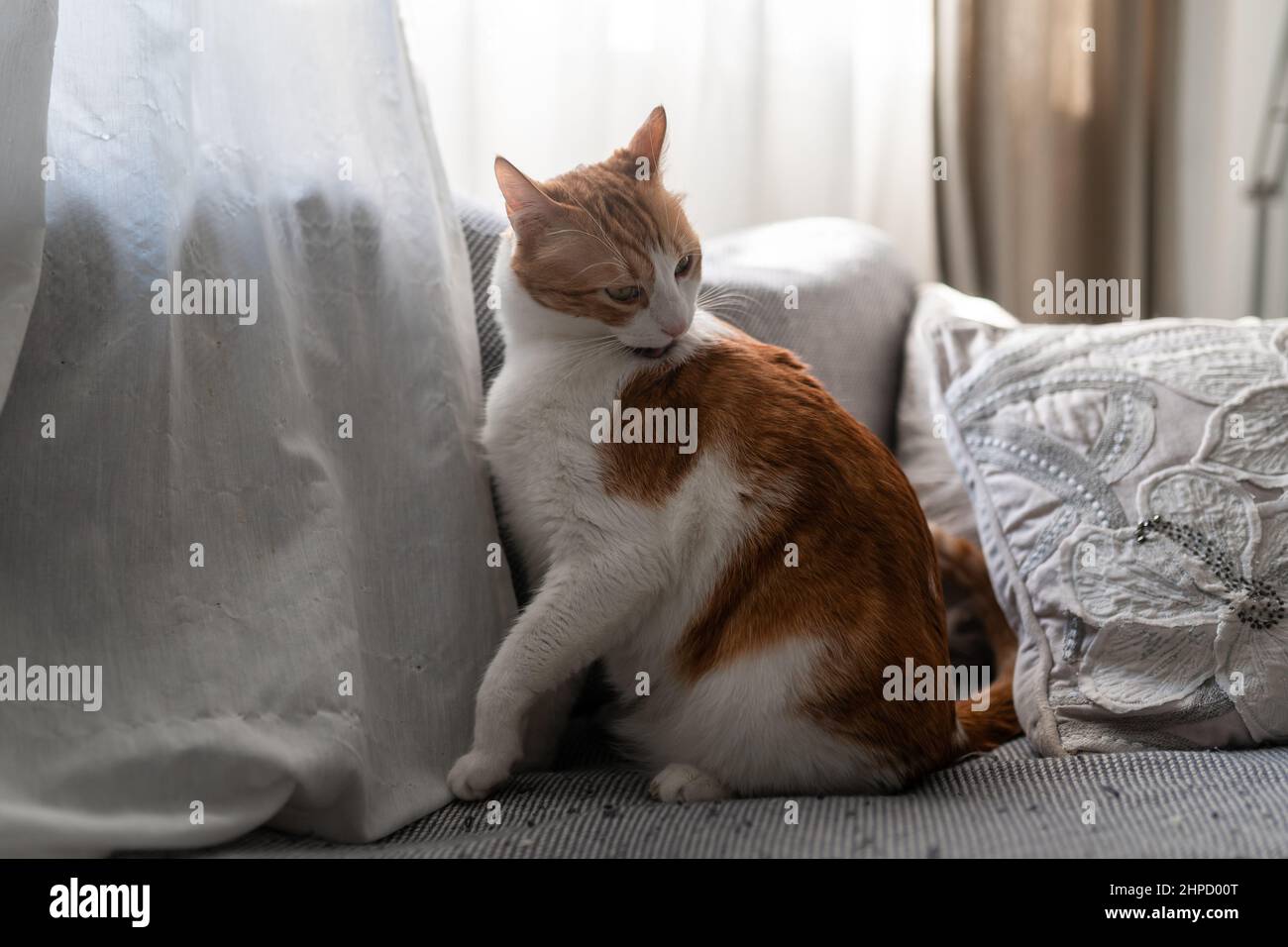 Cat sitting on back sofa hi-res stock photography and images - Alamy