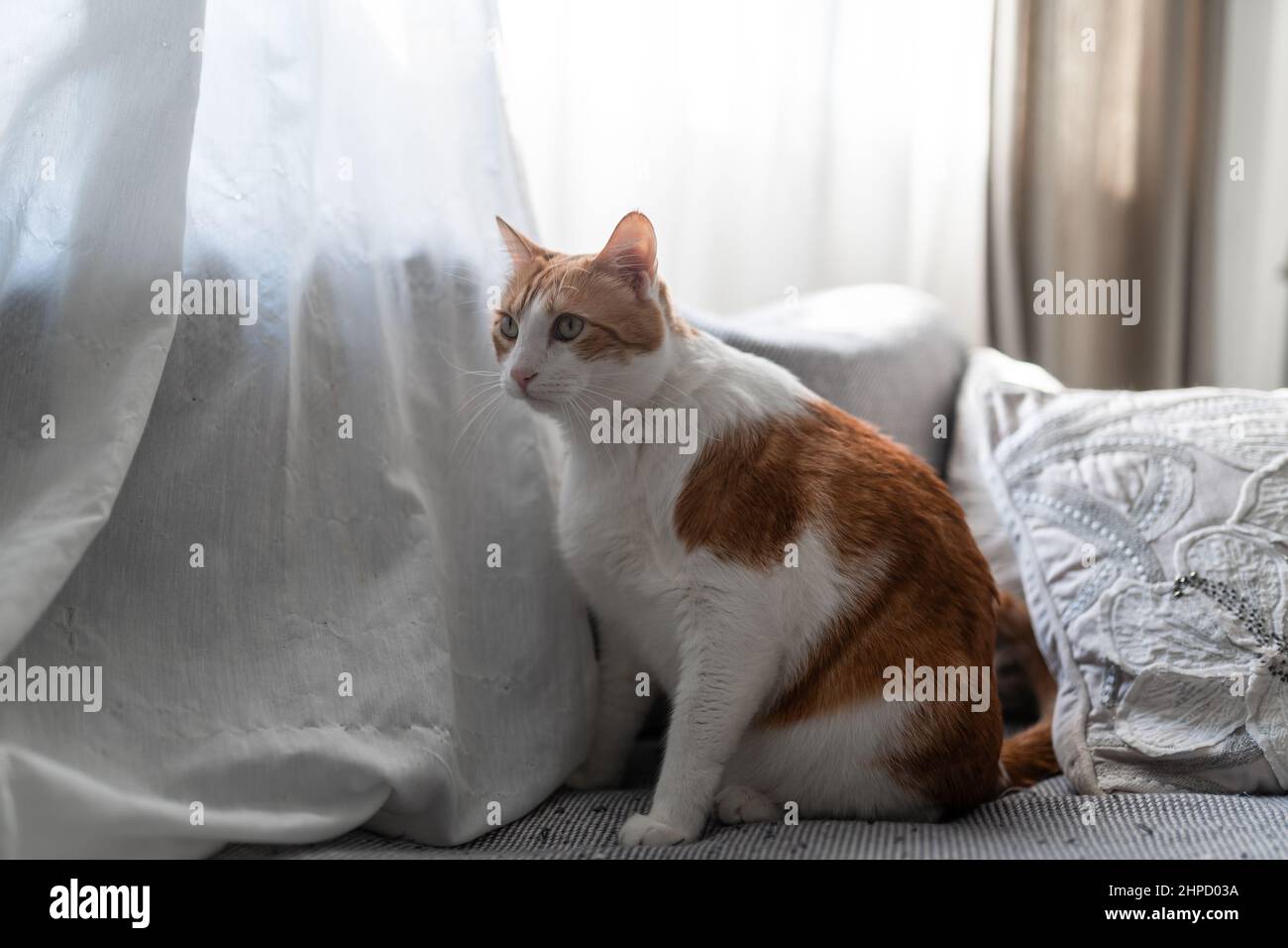 brown and white cat with yellow eyes sitting on a sofa under the window ...