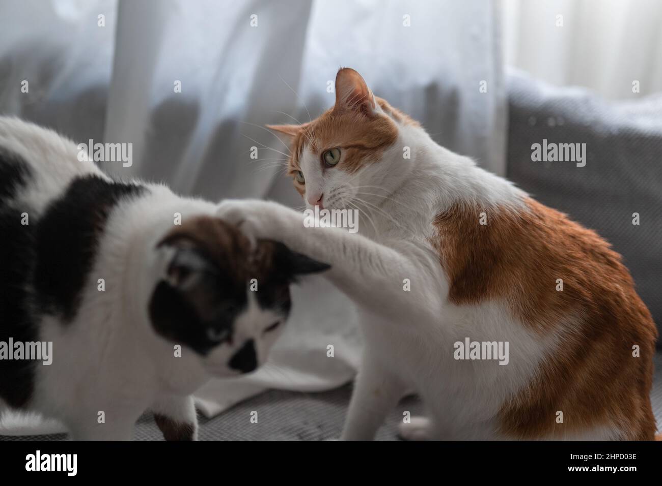 close up. brown and white cat with yellow eyes plays with a black and