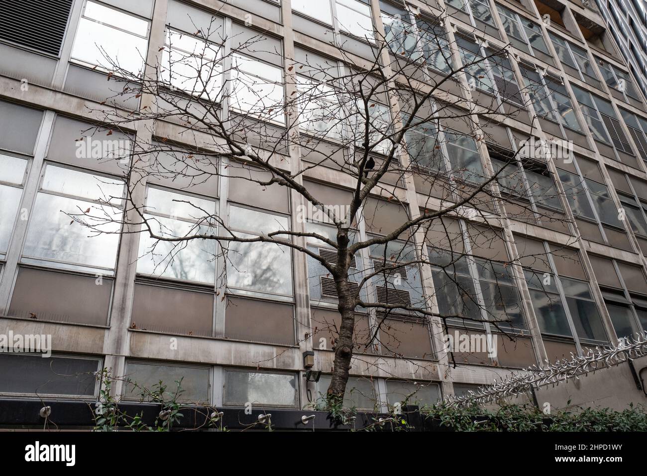 A lone tree outside a very grim building in London's Victoria area, UK Stock Photo