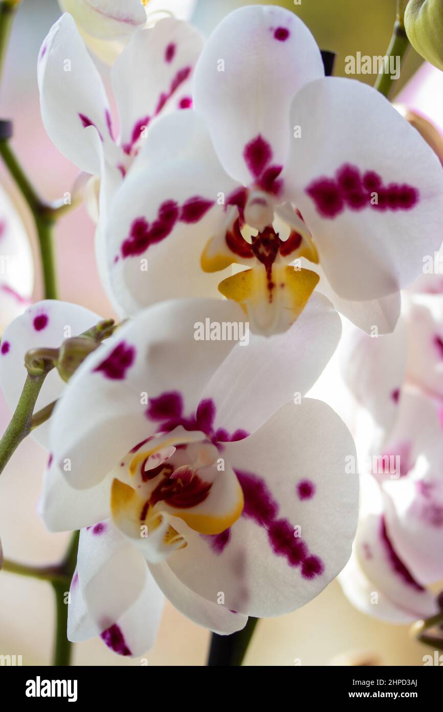 Close up colour Orchids, Phalaenopsis aphrodite is a species of orchid found from southeastern Taiwan to the Philippines. Stock Photo