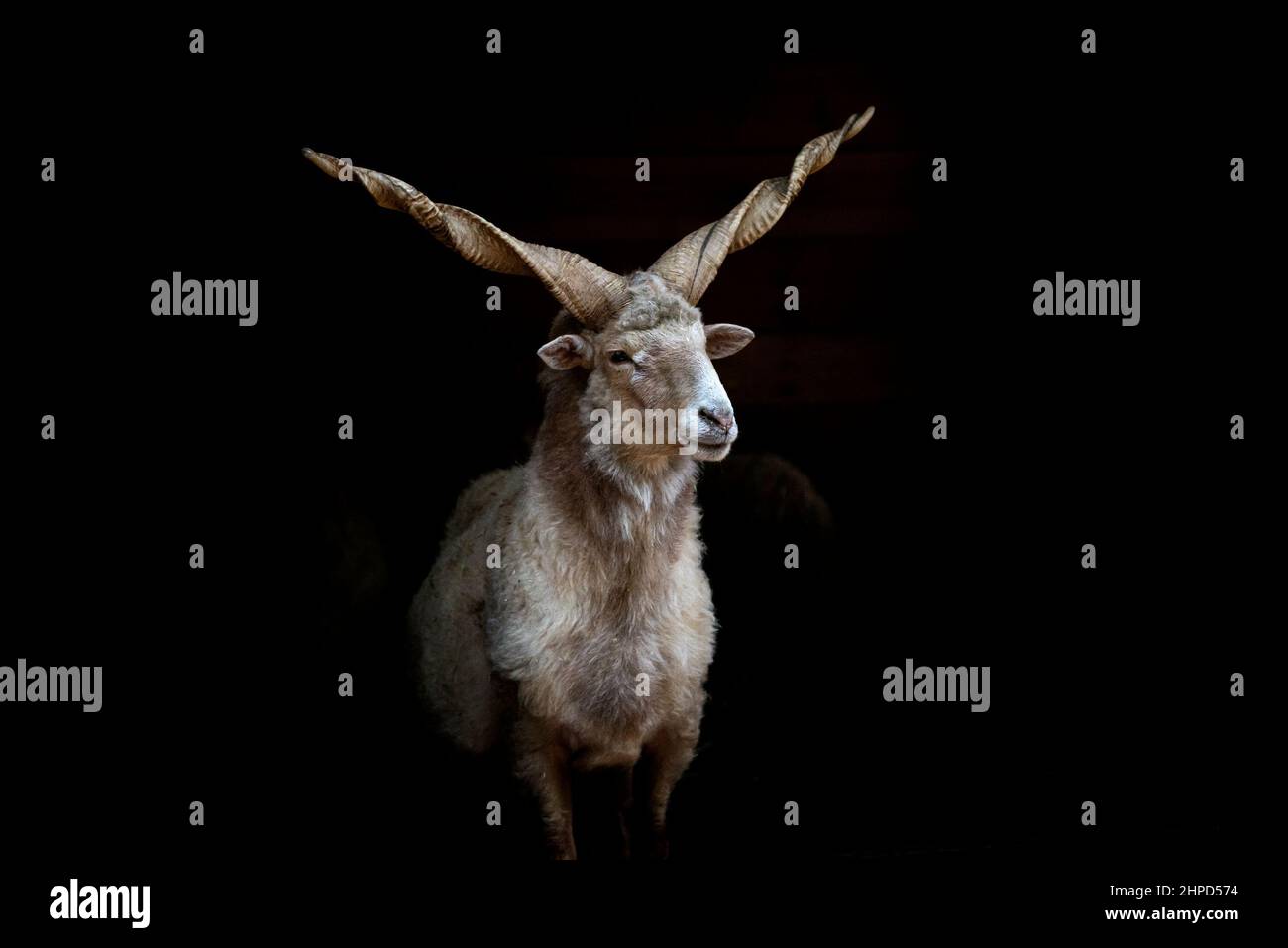 Hungarian Racka sheep. Stock Photo