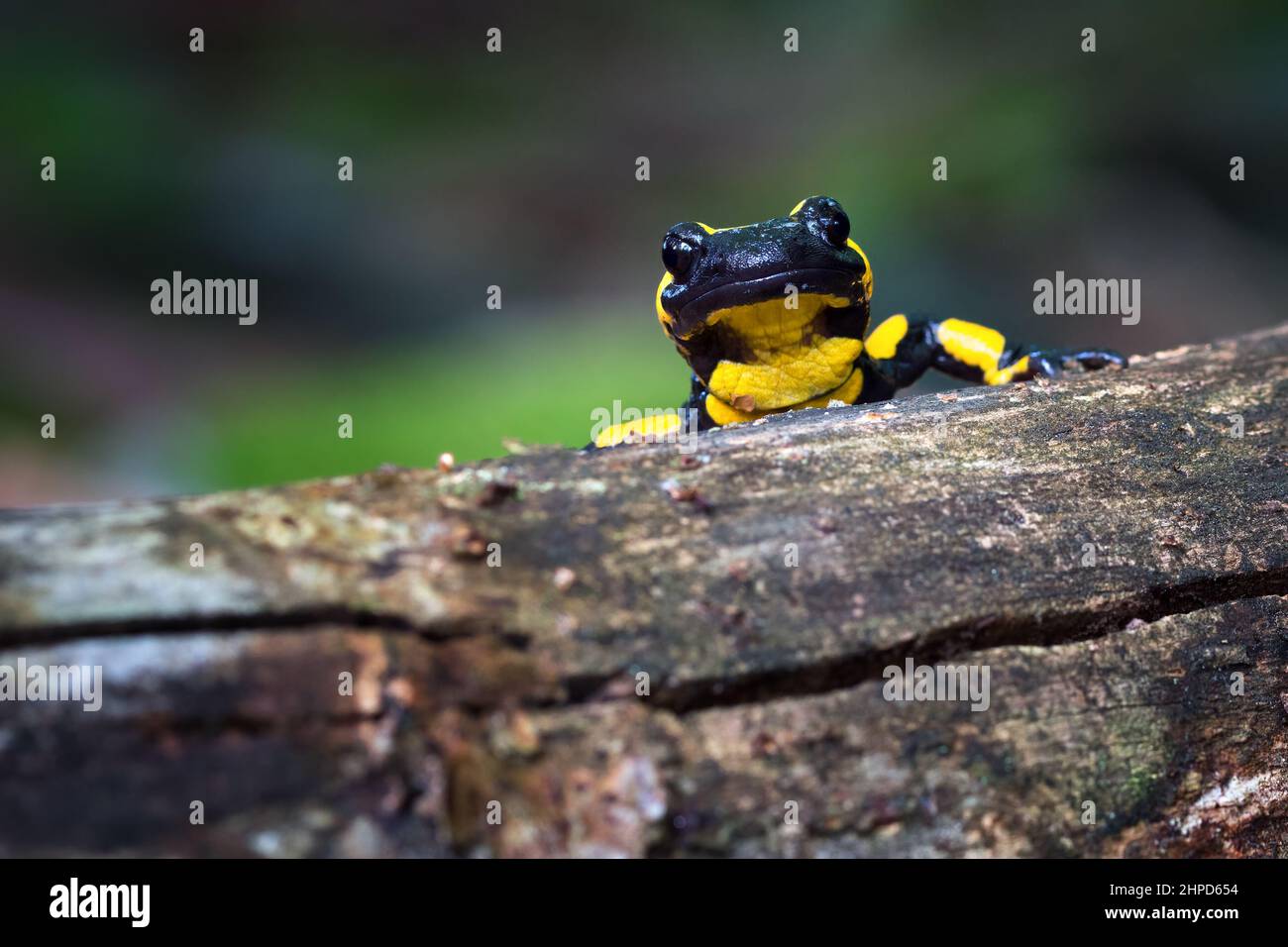 Salamandra salamandra is a common species of salamander found in Europe ...