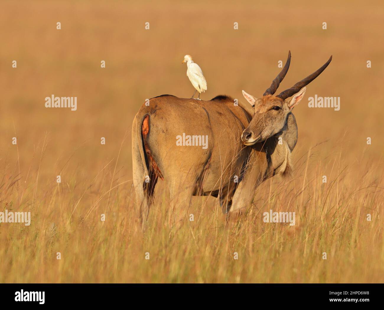 Eland Cow, South Africa Stock Photo Alamy