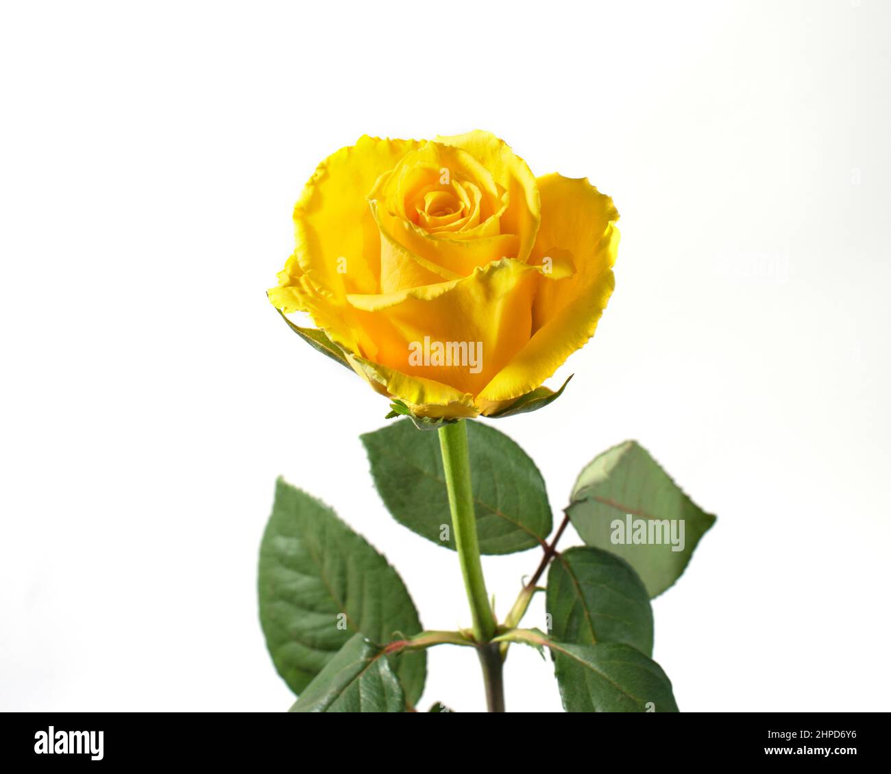 Yellow rose flover isolated on white background. Stock Photo