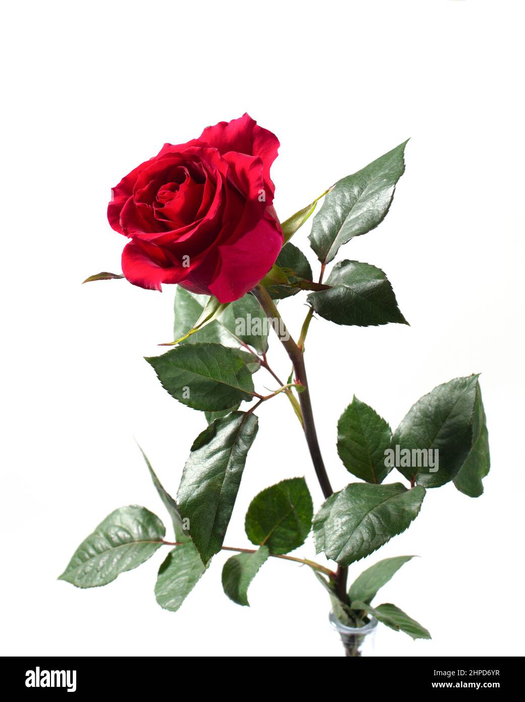 Dark red rose flover isolated on white background. Stock Photo