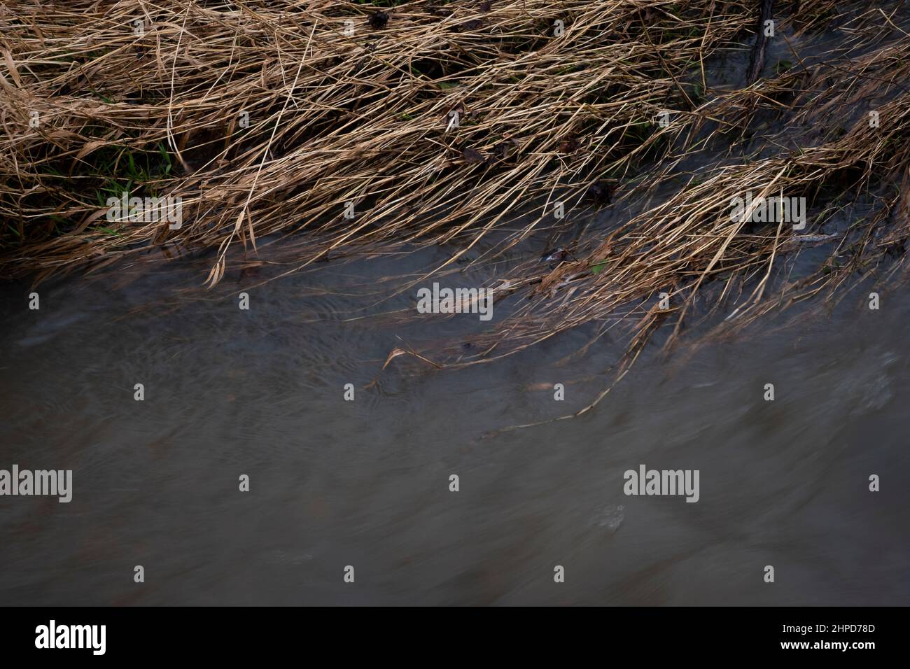 River bank reeds in the winter with fast flowing water rushing by on ...