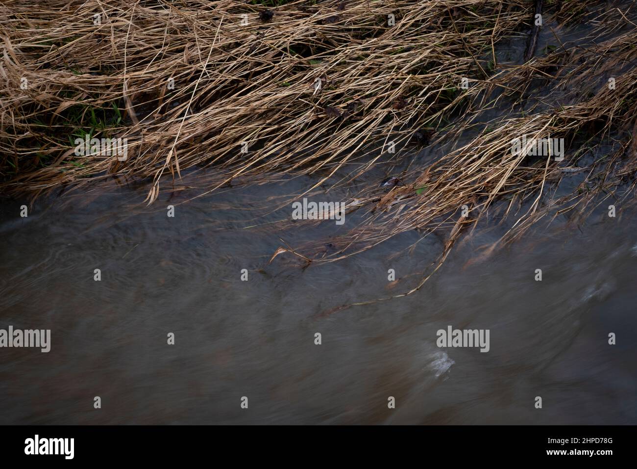 River Rushes Uk River bank reeds in the winter with fast flowing water rushing by on ...