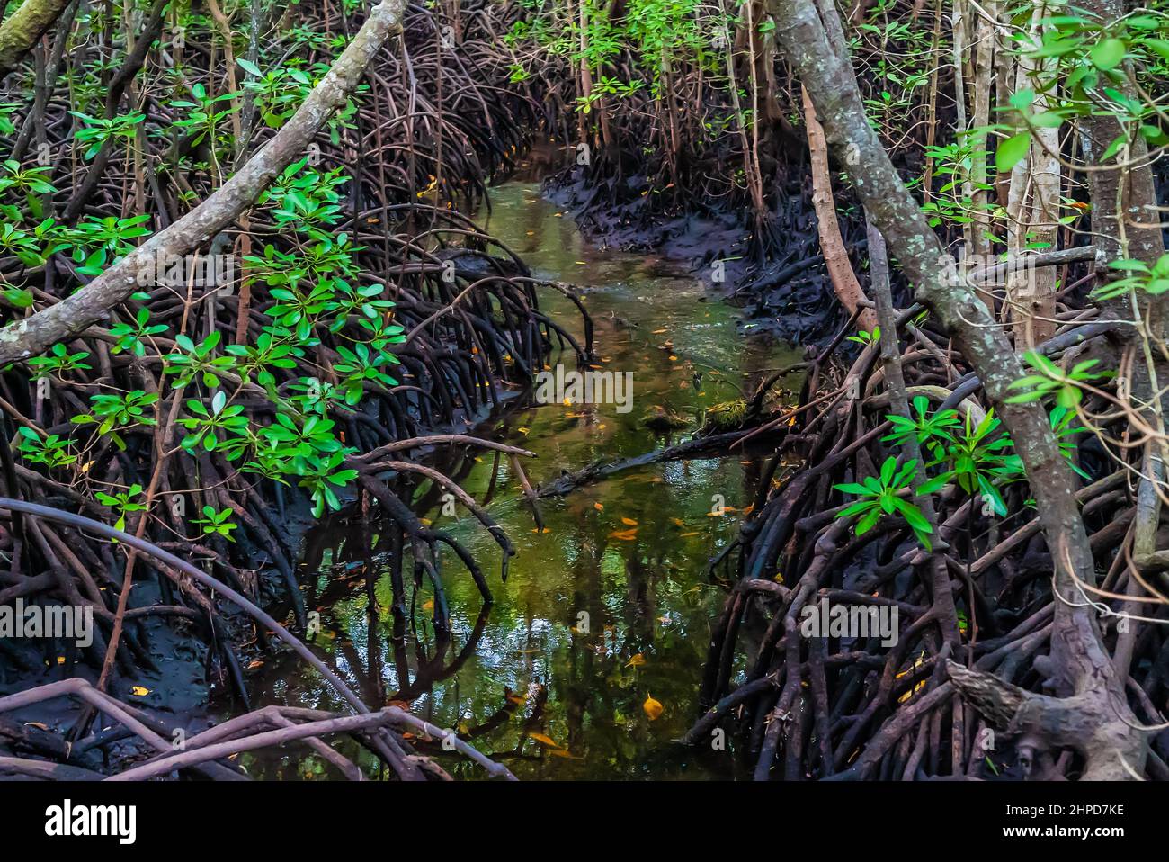 Small river in Mangrove forest, Zanzibar. Tropical forest in mud. Jozani forest Stock Photo