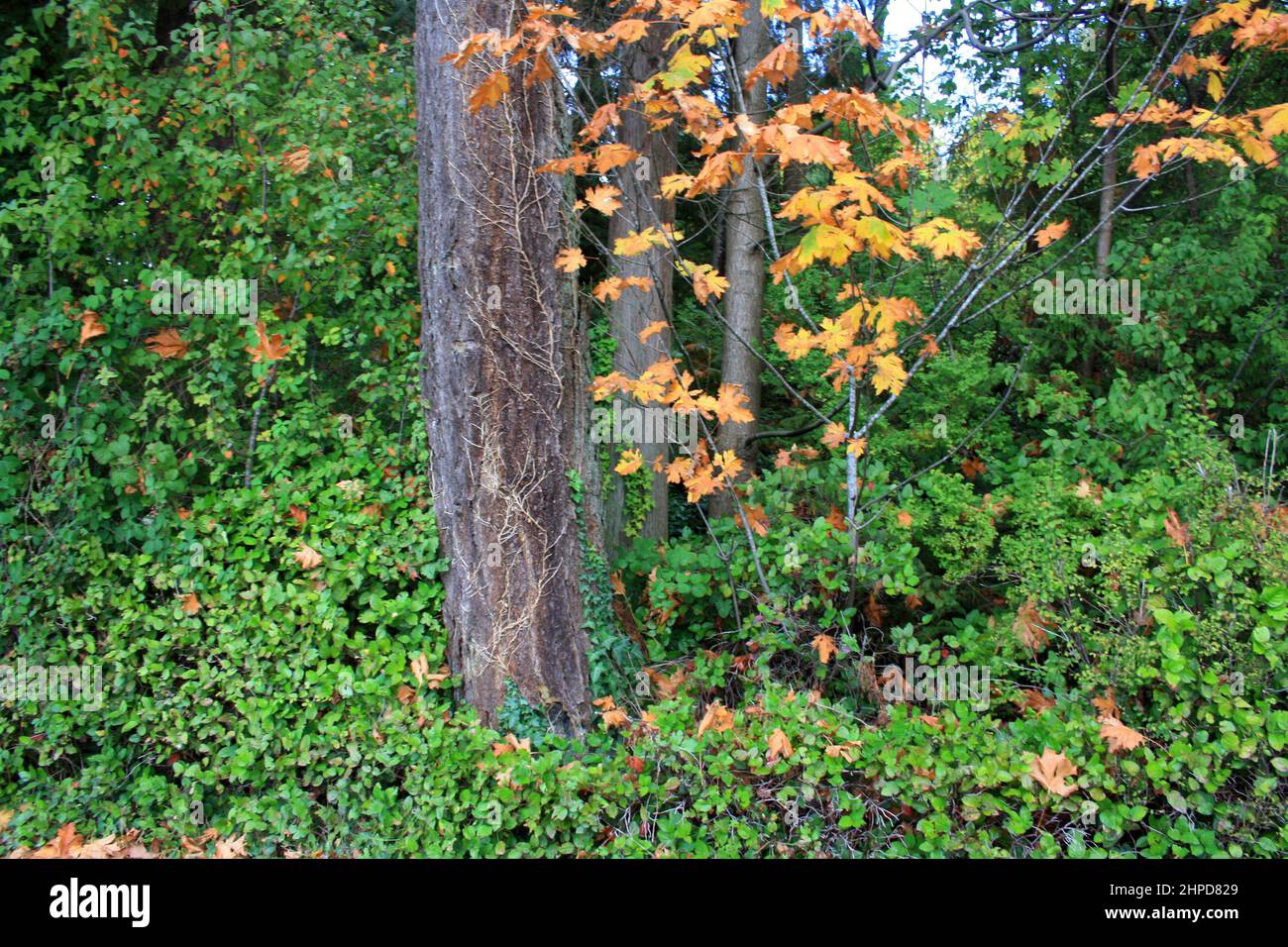 Small Thick Tree Closeup of thin and thick trees at the forest in the bushes Stock Photo ...