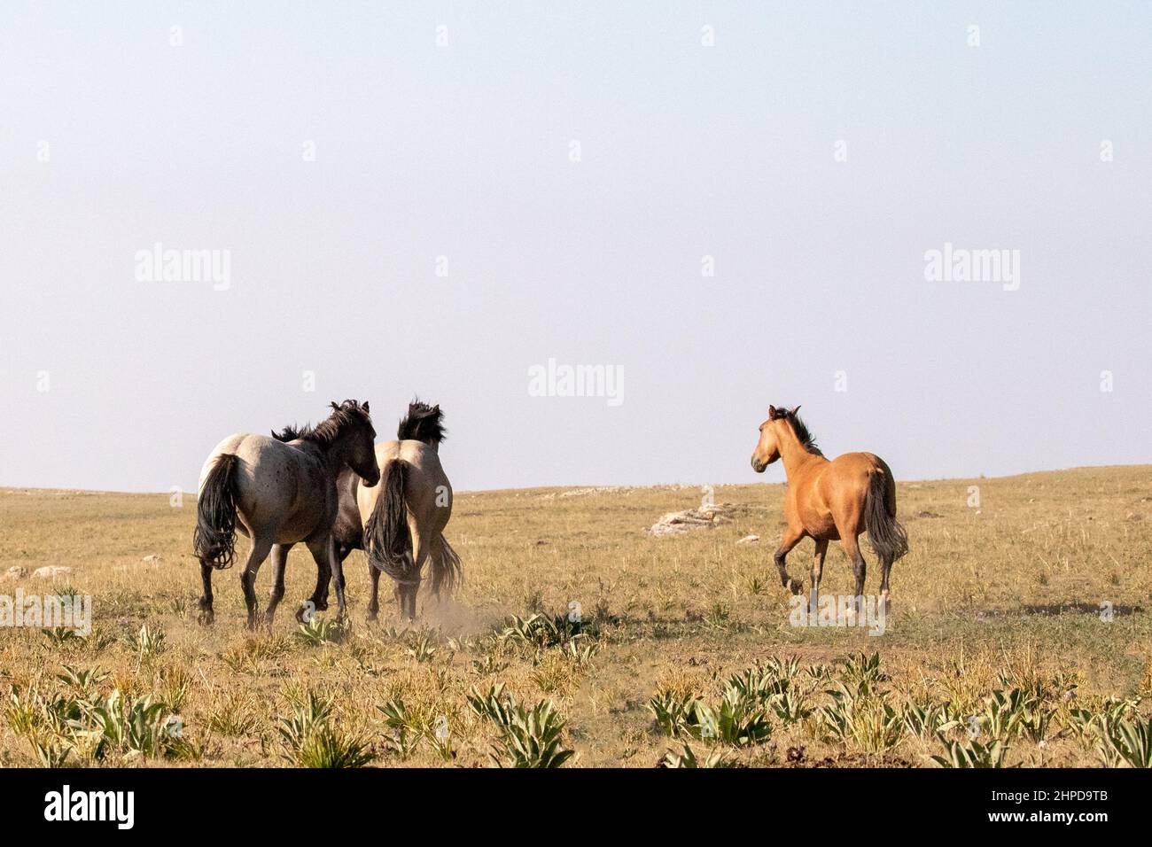 Band of four wild horses running in the Pryor Mountains wild horse range in Montana United States Stock Photo
