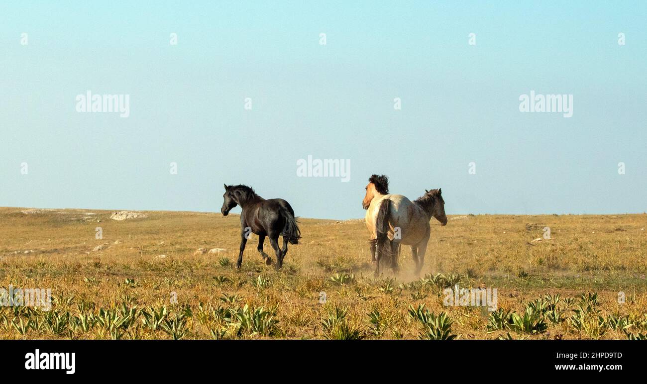 Three wild horses running in the Pryor Mountains wild horse range in Montana United States Stock Photo