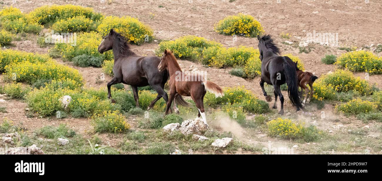 Herd of wild horses with baby colt running uphill in the Pryor Mountains wild horse range in Montana United States Stock Photo