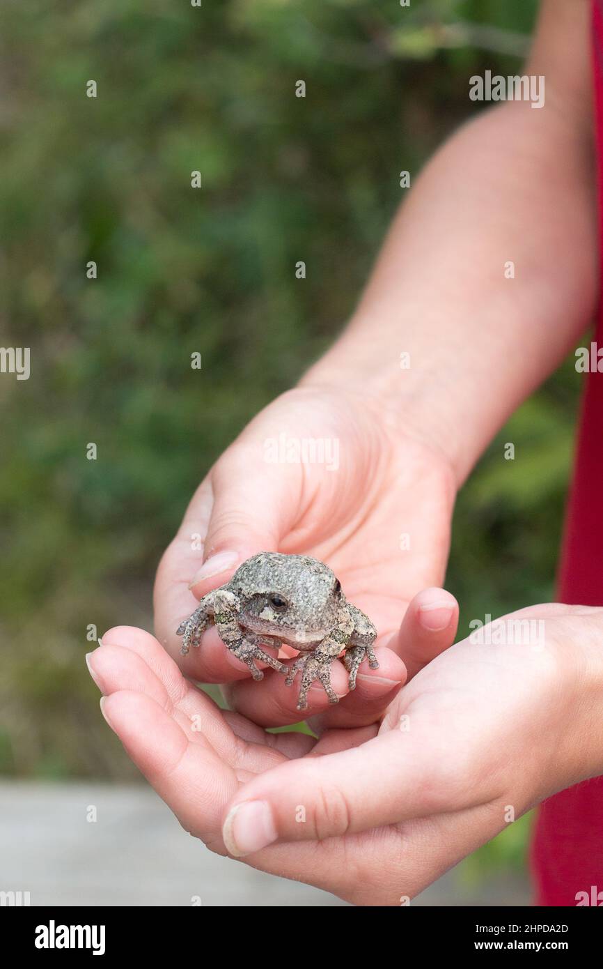 child holding northern gray tree frog Stock Photo