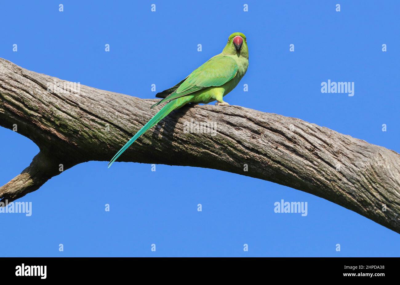 Rose-ringed parakeet - Wikiwand