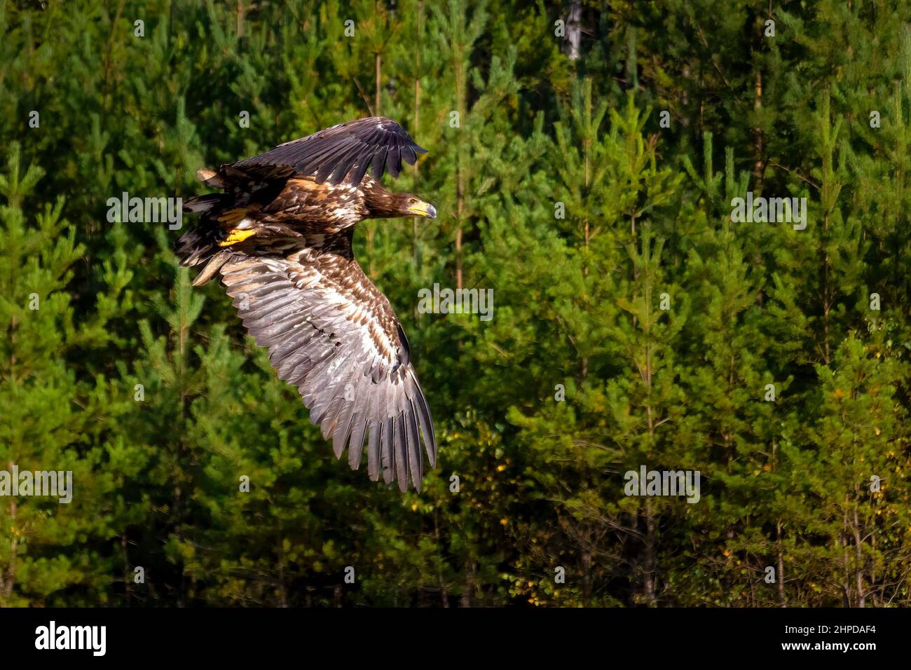 Very large eagle hi-res stock photography and images - Alamy