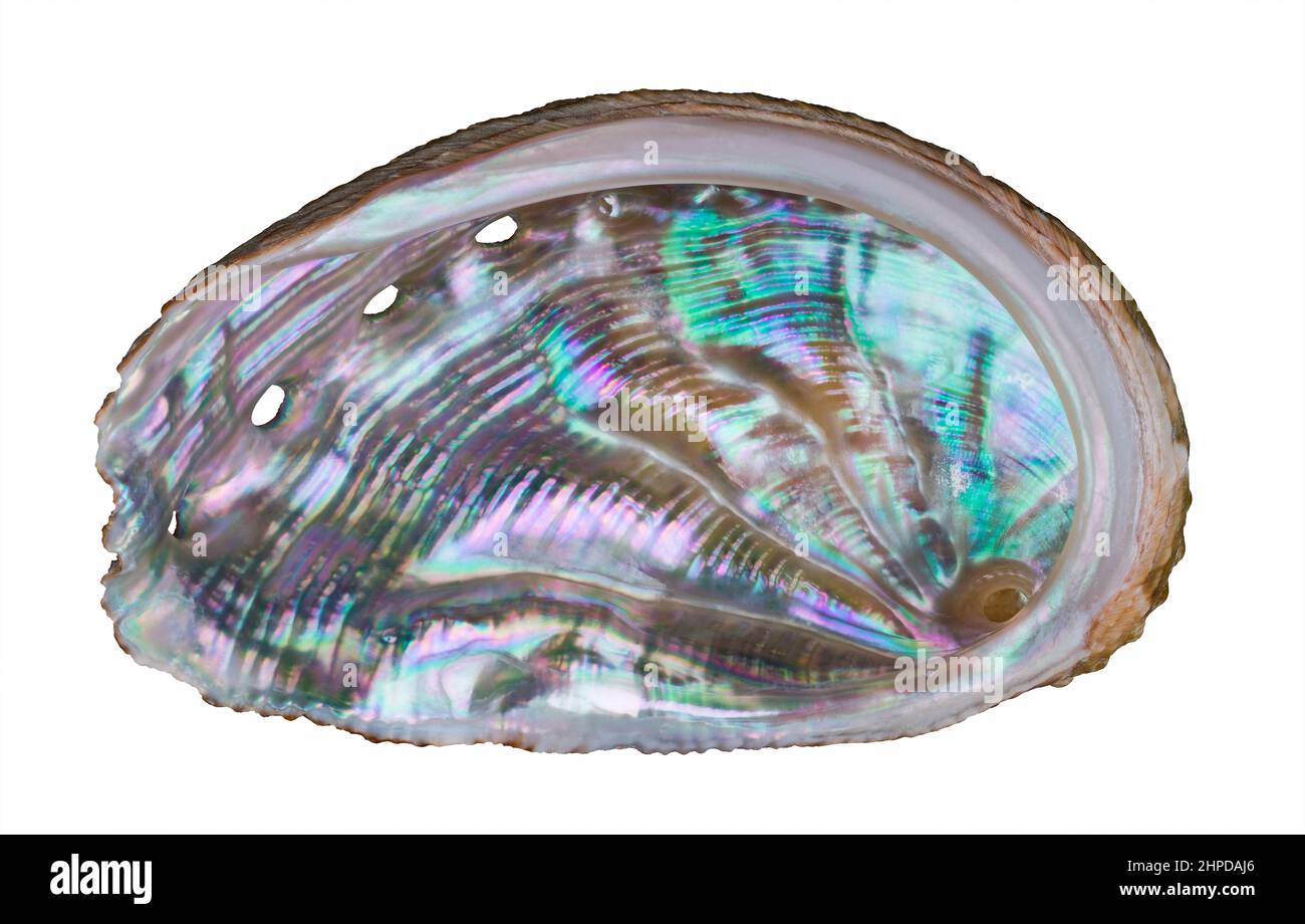 Beautiful ear shaped abalone shell. Haliotis. Closeup of pastel nacre in wavy marine gastropod mollusk seashell with small holes. Shiny pearl surface. Stock Photo